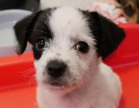 Zucchini thumbnail 5