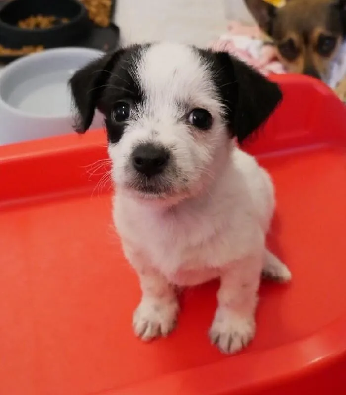 Zucchini thumbnail 6