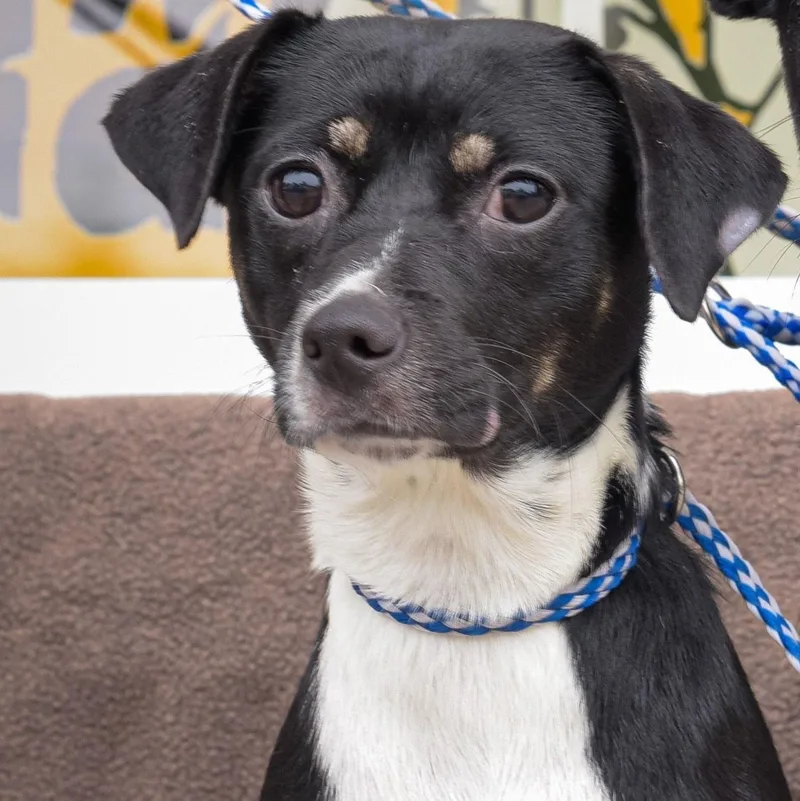 A young small-sized female Black Chihuahua dog named Alina for adoption in Lambertville, NJ