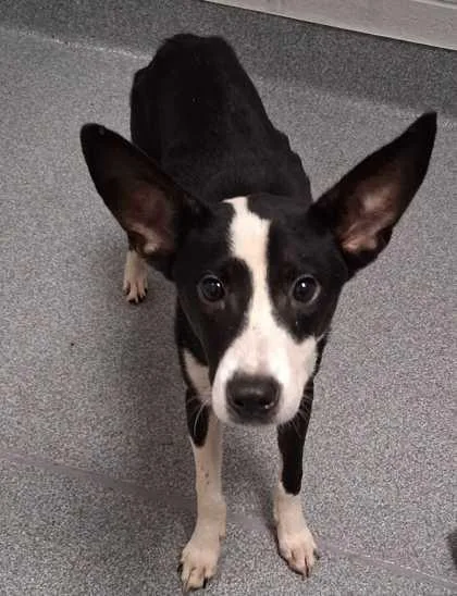 An adult medium-sized male Mixed Breed dog named Texas for adoption in Sevierville, TN