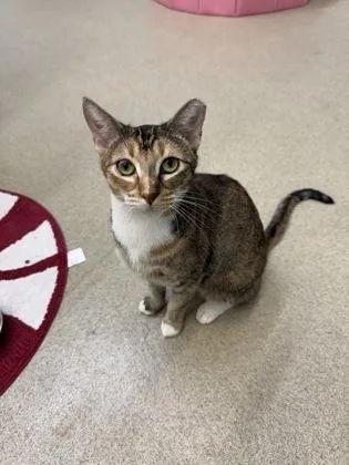 An adult medium-sized female Domestic Short Hair cat named Flame for adoption in Vero Beach, FL