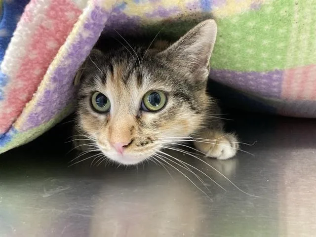 A young medium-sized female Domestic Short Hair cat named Katia for adoption in Tustin, CA