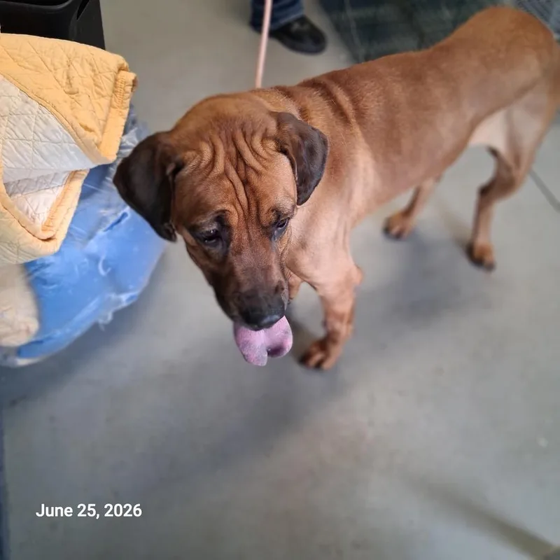 A young medium-sized female Hound dog named Jasmine for adoption in Hartford City, IN