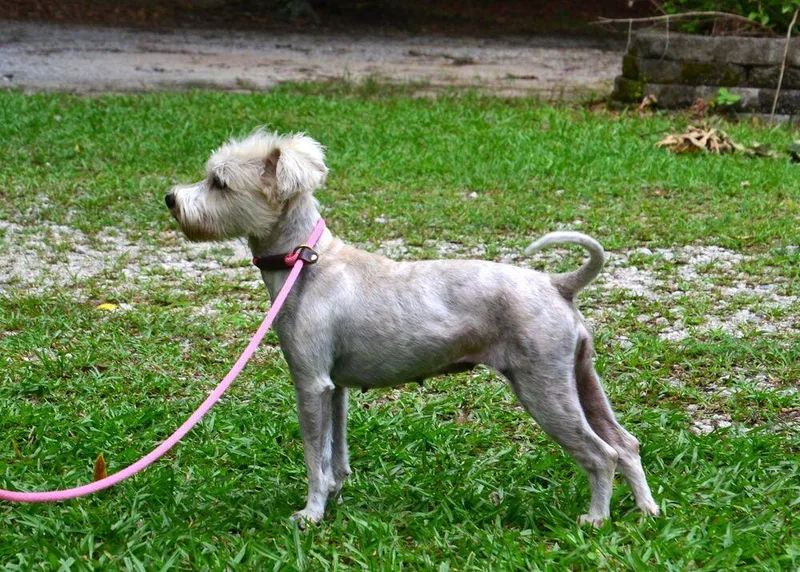 A young small-sized female Schnauzer dog named Zoey for adoption in Willingboro, NJ