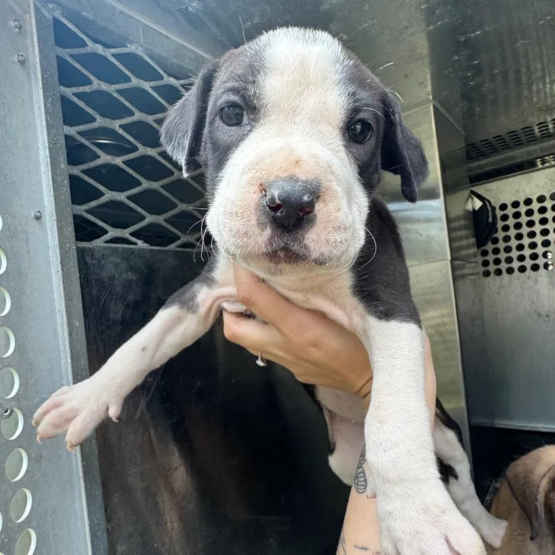 A baby small-sized female Black Pit Bull Terrier dog named Panda for adoption in Birmingham, AL