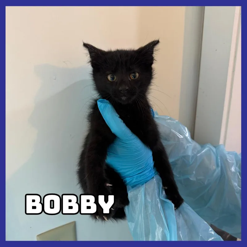 Bobby