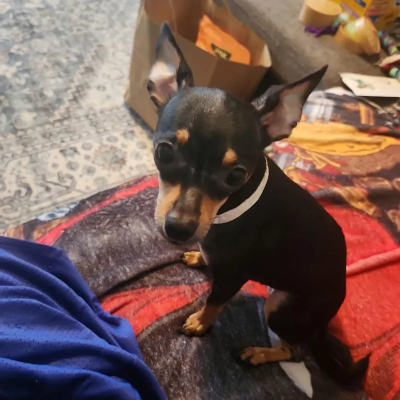 An adult small-sized female Tricolor (Brown, Black, & White) Chihuahua dog named March for adoption in Shermans Dale, PA