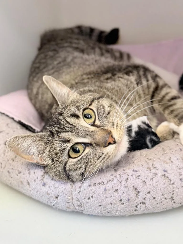 A young medium-sized female Domestic Short Hair cat named Shortbread for adoption in Menomonie, WI