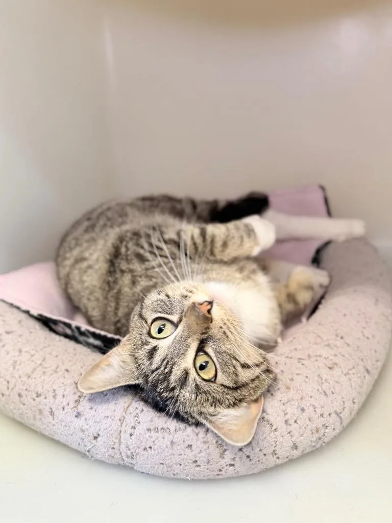 Shortbread thumbnail 2