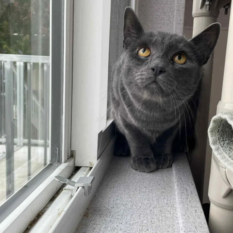 An adult large-sized male Domestic Short Hair cat named Blueberry for adoption in St. Helena, CA