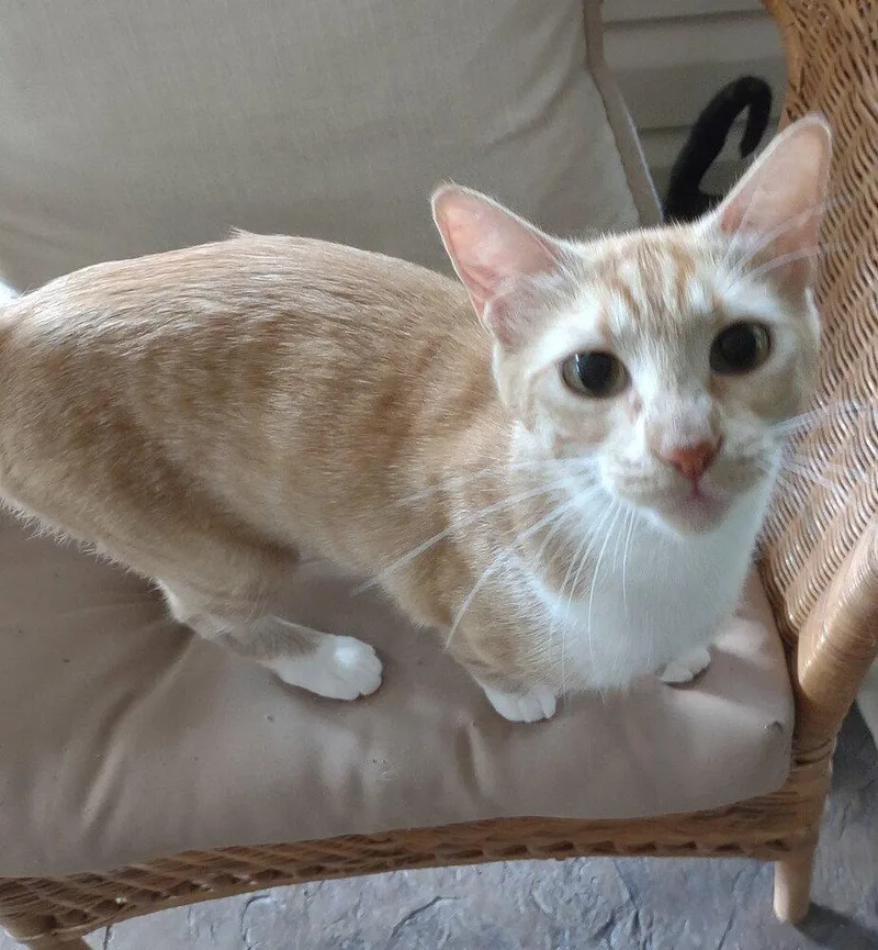 An adult small-sized female Domestic Short Hair cat named Tink for adoption in O'Fallon, MO