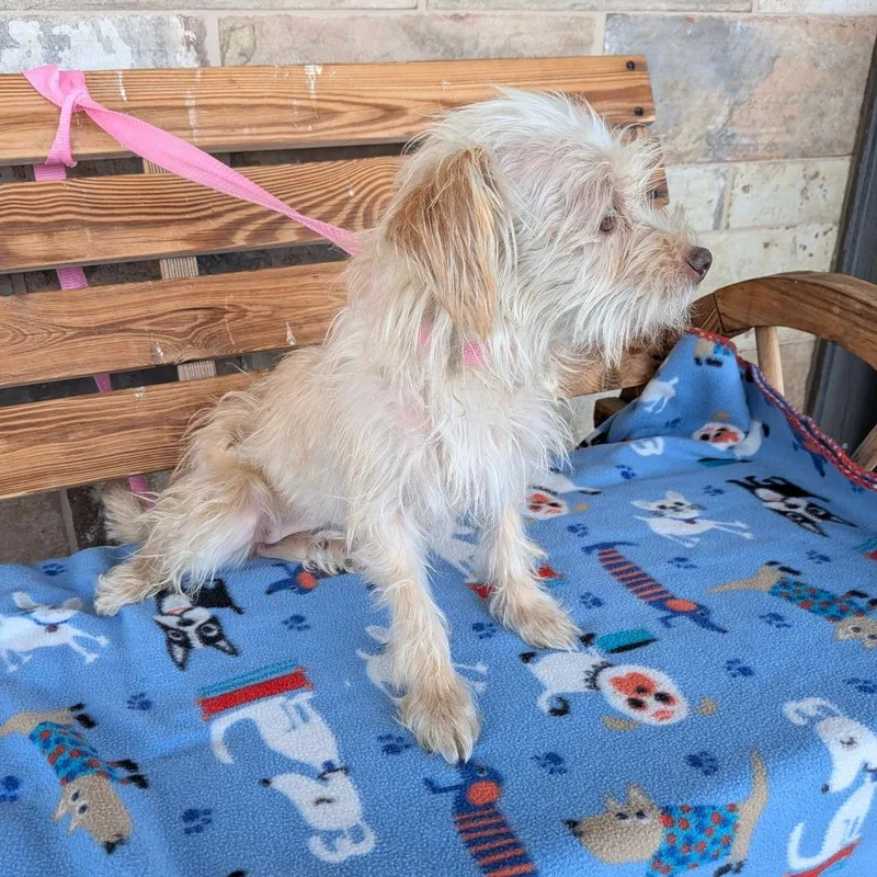 A young small-sized female White / Cream Terrier dog named Sunny Bug for adoption in Chico, CA