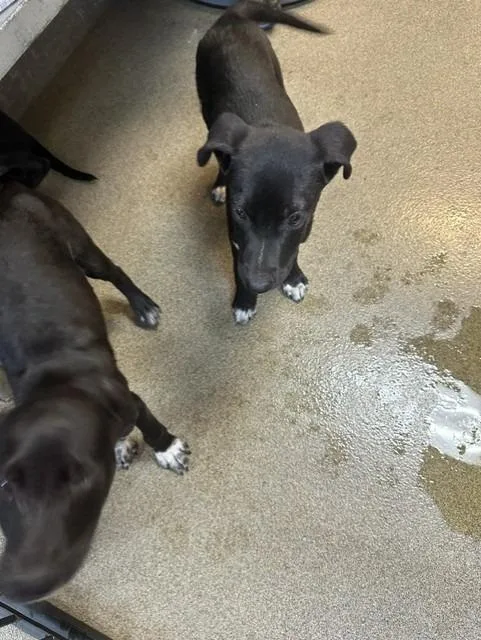 A baby small-sized male Mixed Breed dog named Deductable for adoption in Rome, GA