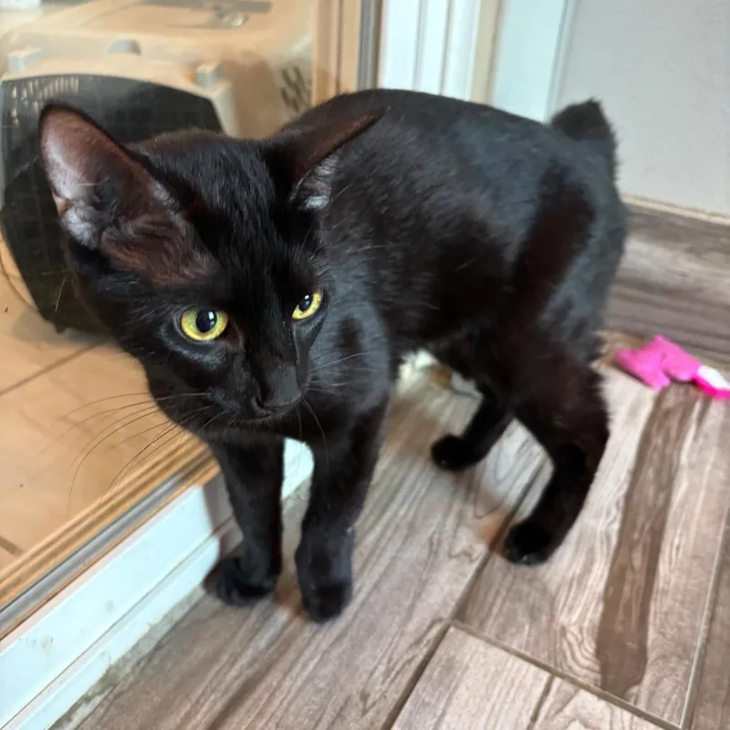 A young small-sized female Domestic Short Hair cat named Mavis for adoption in West Des Moines, IA