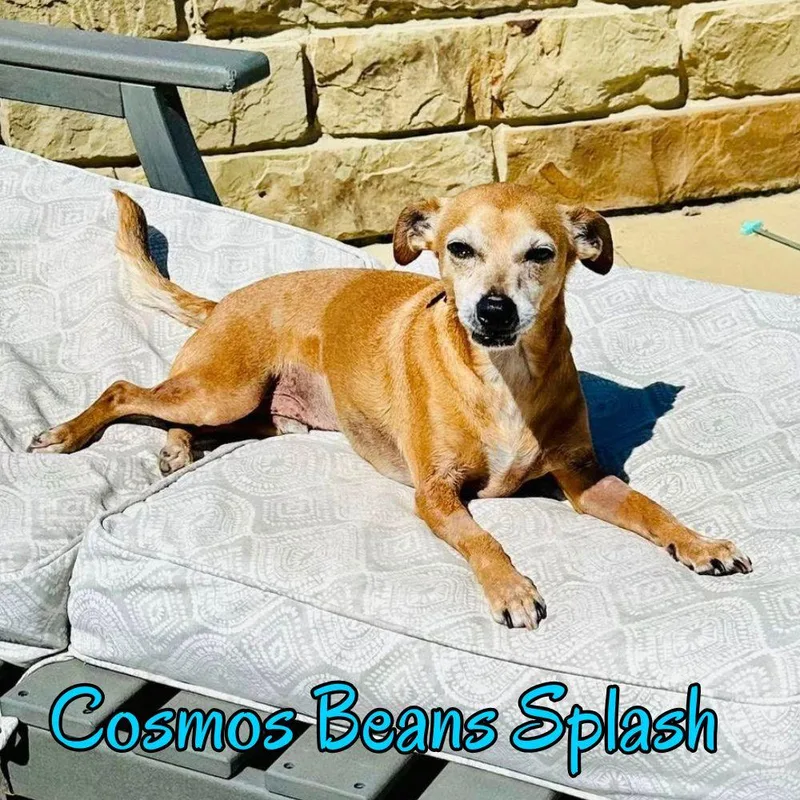 Cosmos Beans Splash