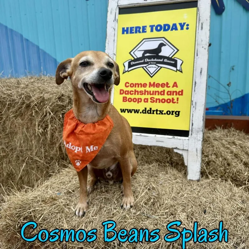 Cosmos Beans Splash thumbnail 2