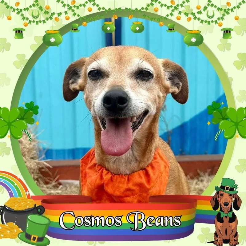 Cosmos Beans Splash thumbnail 3