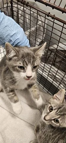 A baby small-sized male Domestic Short Hair cat named Koa for adoption in San Martin, CA