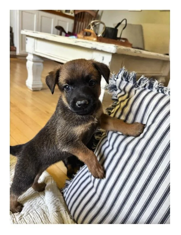 A baby small-sized female Belgian Shepherd / Malinois dog named Zara for adoption in Discovery Bay, CA