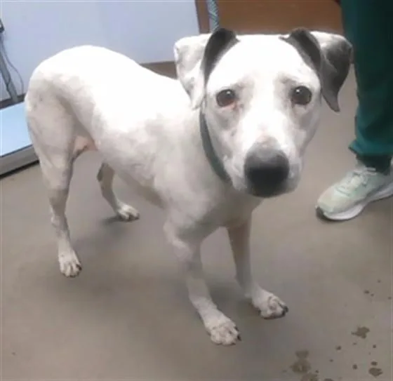 A senior large-sized female Pointer dog named Phoenix for adoption in Phoenix, AZ