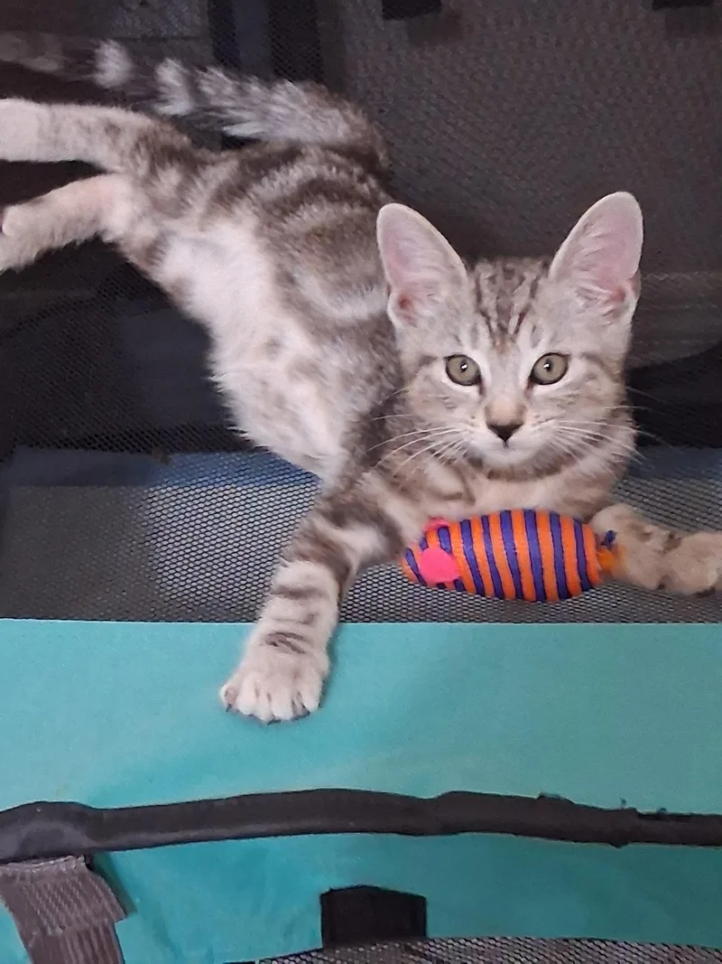 A baby medium-sized male Brown / Chocolate Domestic Short Hair cat named Casey for adoption in Oviedo, FL