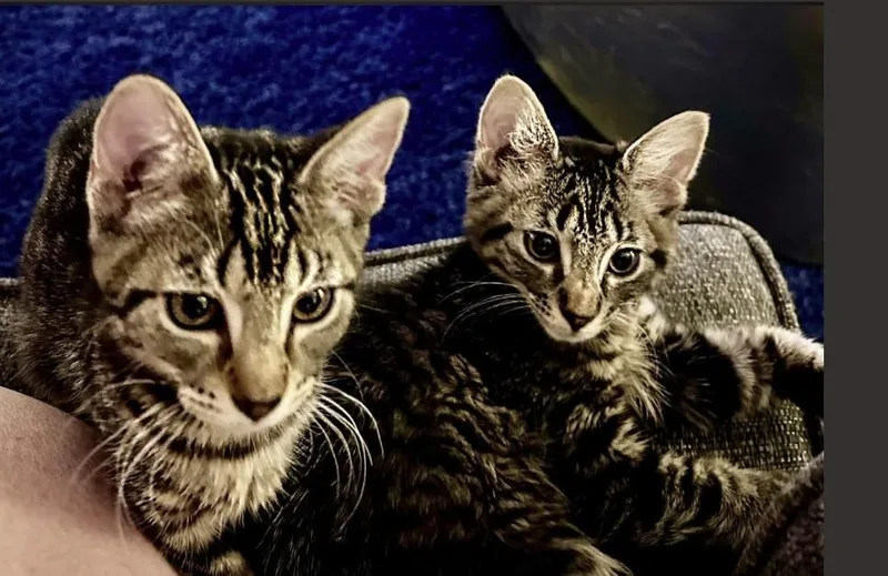 A baby small-sized male Tabby (Gray / Blue / Silver) Domestic Short Hair cat named Pip And Squeak for adoption in Sumterville, FL