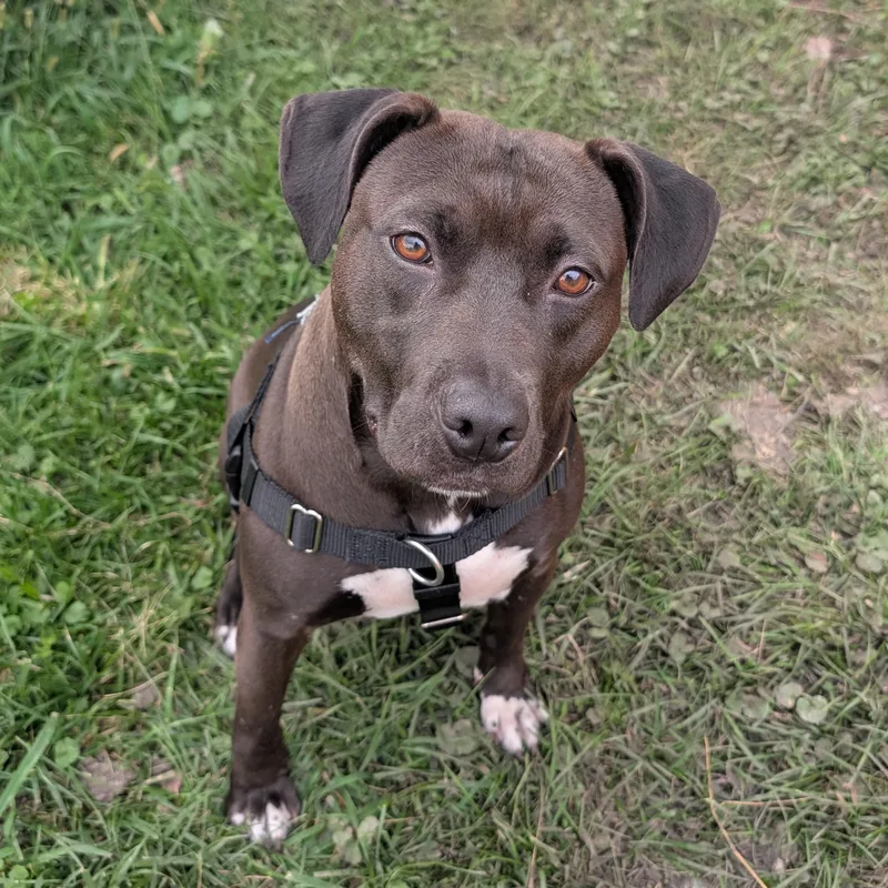 A young medium-sized female Black Pit Bull Terrier dog named Fern for adoption in Peotone, IL