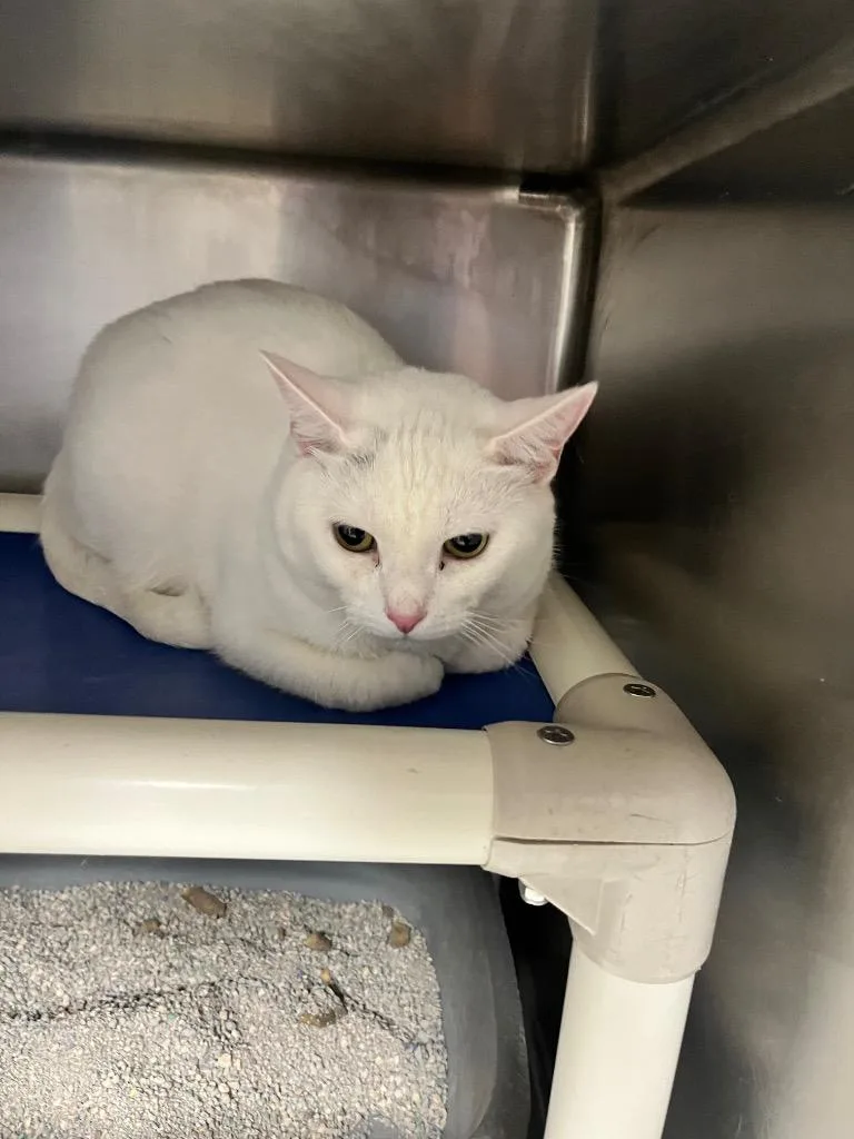 An adult large-sized female Domestic Short Hair cat named Blanca for adoption in Hopkinsville, KY