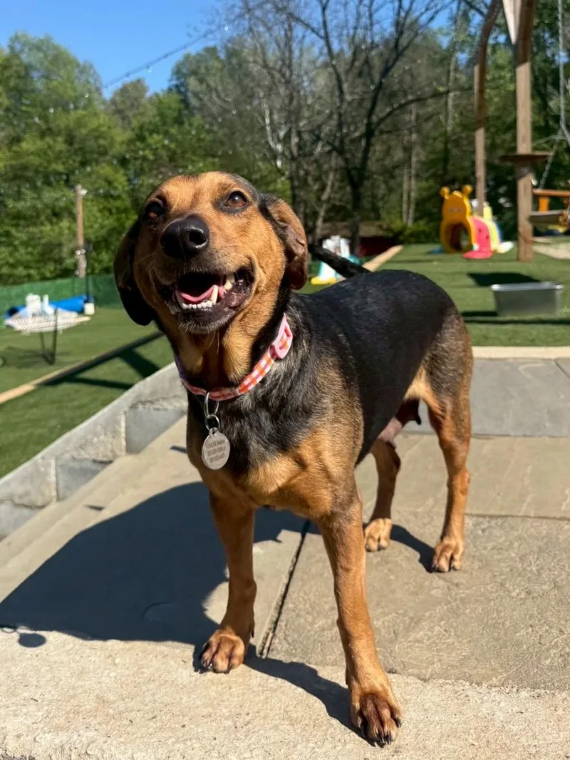 Sage Denise