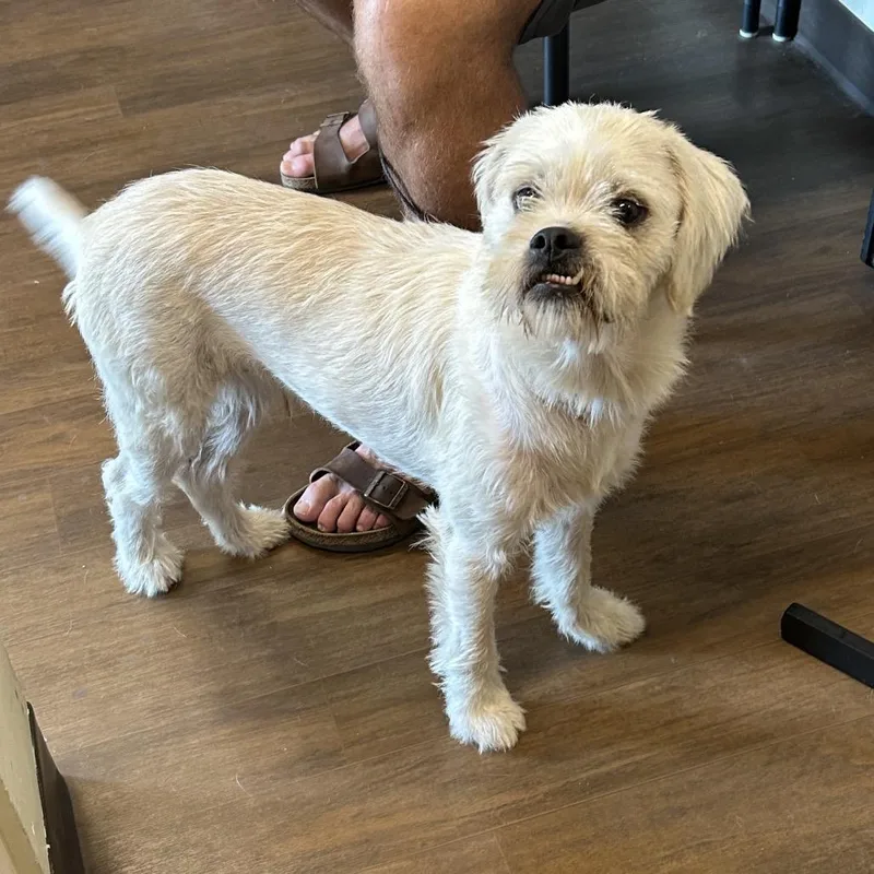 A young medium-sized male White / Cream Terrier dog named Sir Edward for adoption in League City, TX