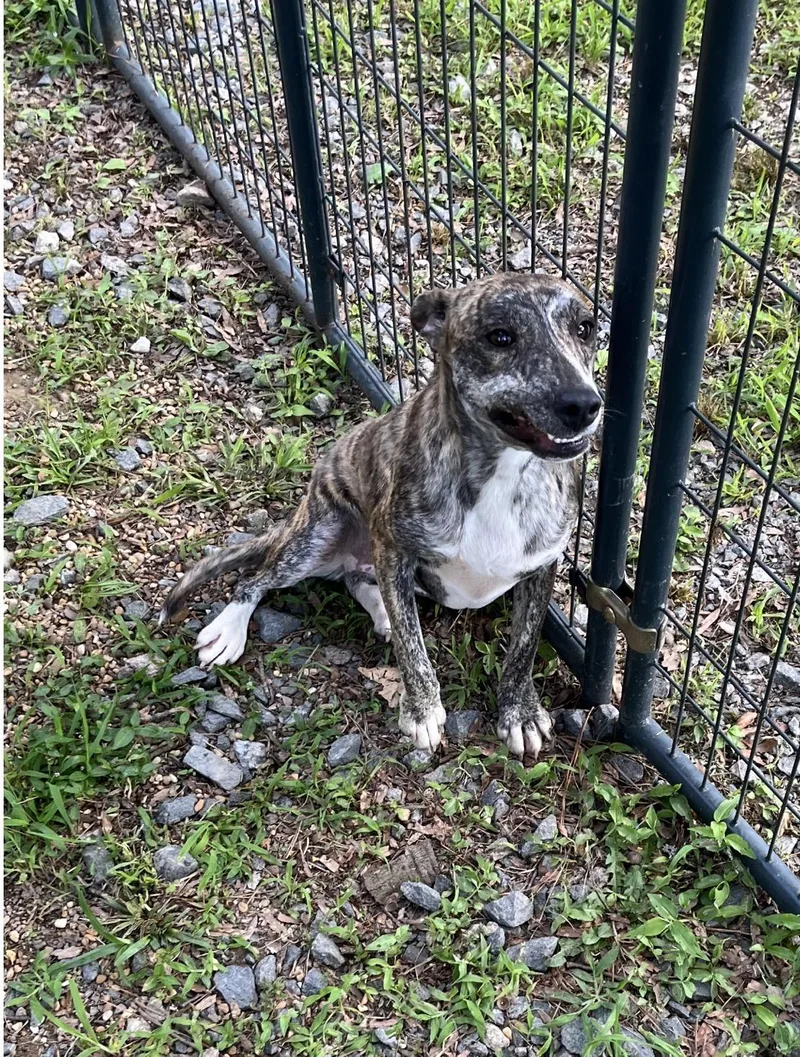 An adult medium-sized female Mixed Breed dog named Dizzy for adoption in Manchester, CT