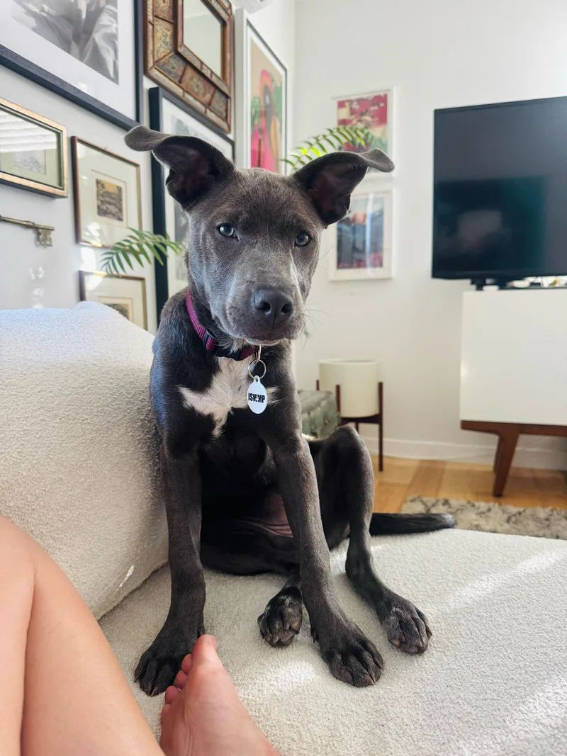 A baby medium-sized female Gray / Blue / Silver Pit Bull Terrier dog named Martha for adoption in Los Angeles, CA