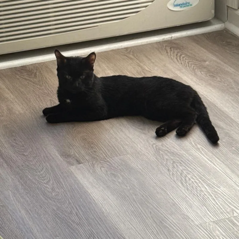 An adult medium-sized male Black Domestic Short Hair cat named Atom for adoption in New York, NY