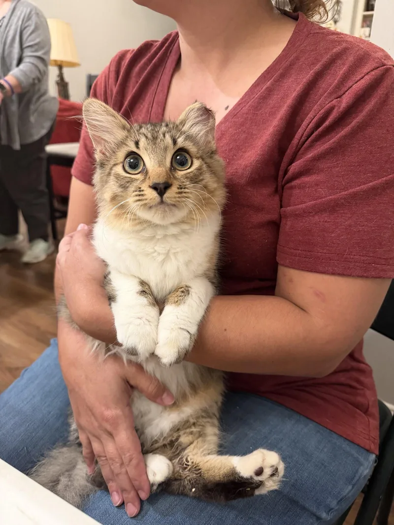 A young medium-sized male Domestic Long Hair cat named Fancy Pants for adoption in Camden, SC