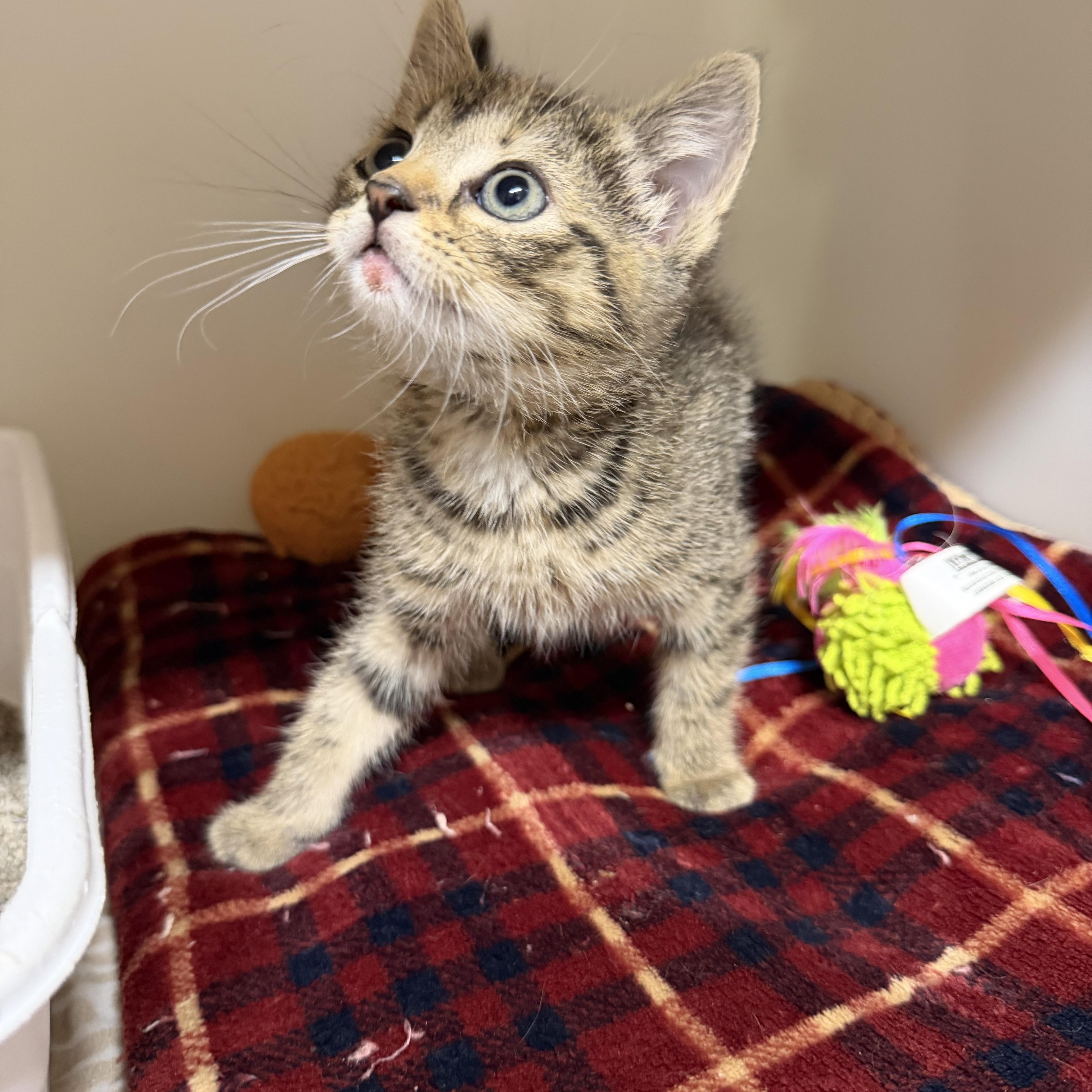 A baby small-sized female Tabby (Brown / Chocolate) Domestic Short Hair cat named Hazel for adoption in Spencer, IA