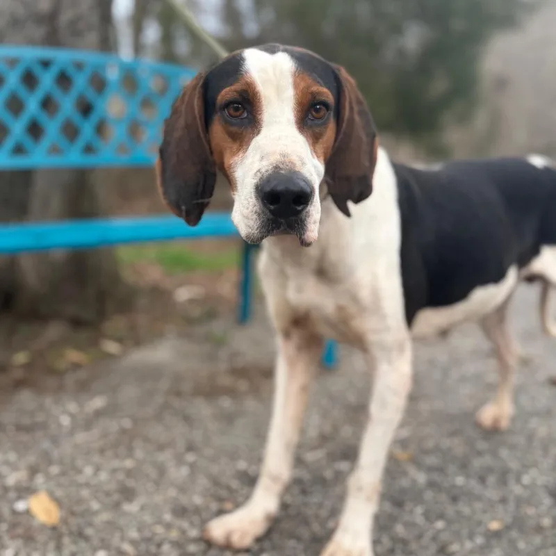 Huckleberry thumbnail 2