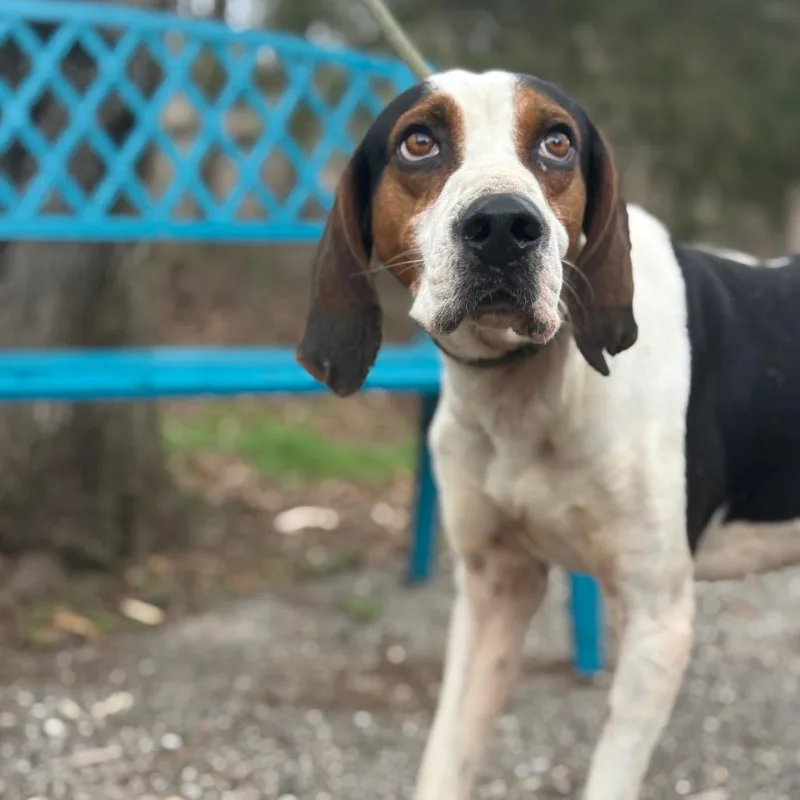 Huckleberry thumbnail 4