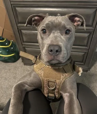 An adult medium-sized female American Staffordshire Terrier dog named Luna for adoption in Palmyra, VA