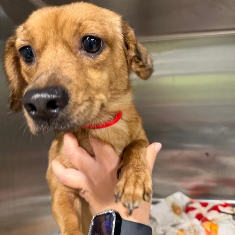 An adult small-sized female Yellow / Tan / Blond / Fawn Miniature Dachshund dog named Blossom for adoption in Tampa, FL
