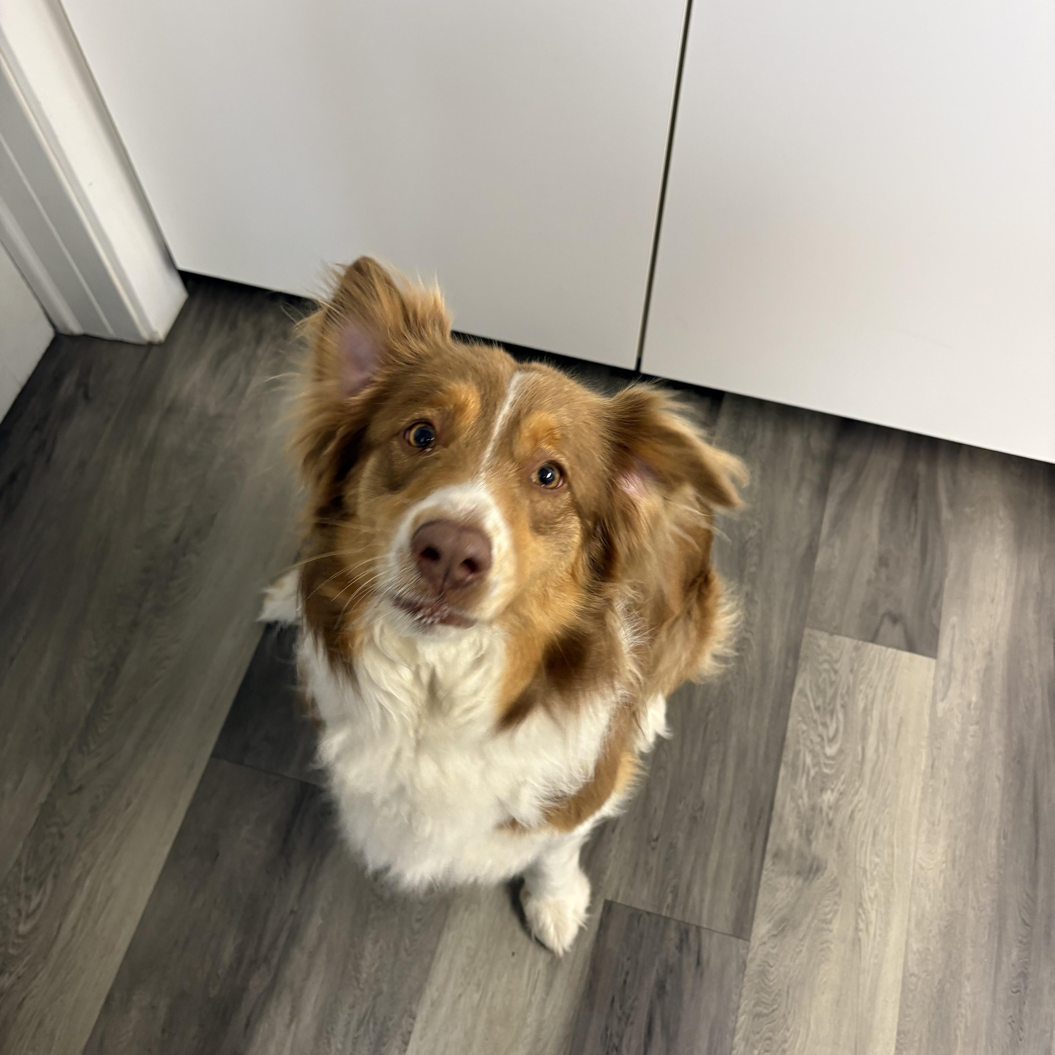 An adult medium-sized female Red / Chestnut / Orange Australian Shepherd dog named Ollie for adoption in Holly, MI