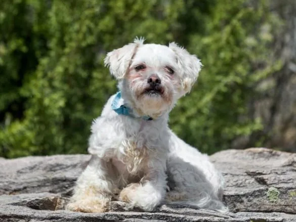 An adult small-sized female Mixed Breed dog named Eloise for adoption in Santa Fe, NM
