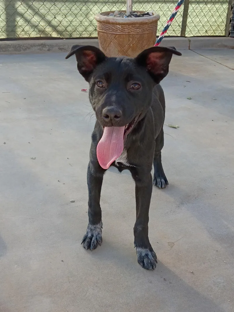 A young medium-sized female Labrador Retriever dog named May for adoption in San Diego, CA