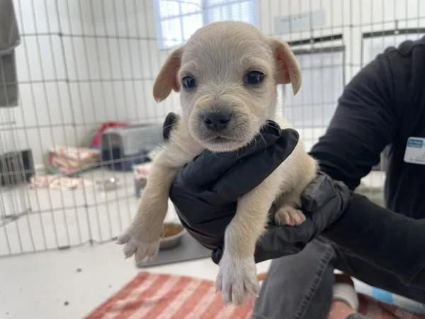 A baby medium-sized male Poodle dog named Trumpet for adoption in San Diego, CA