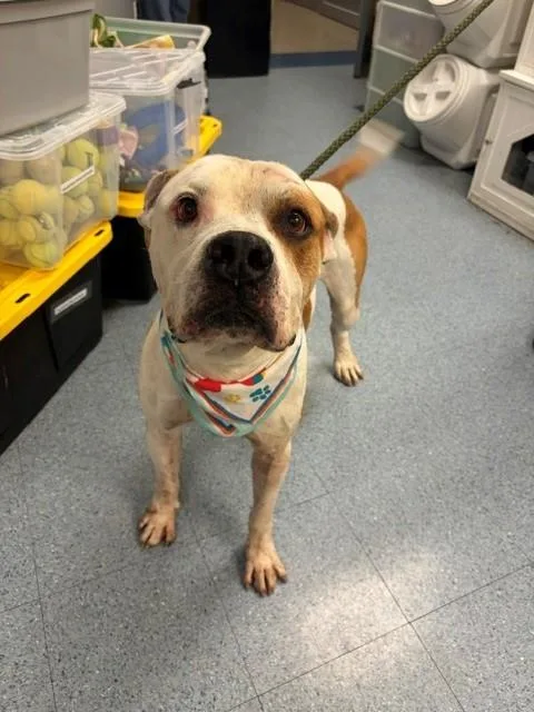 An adult large-sized male Terrier dog named Ben for adoption in Miami, FL