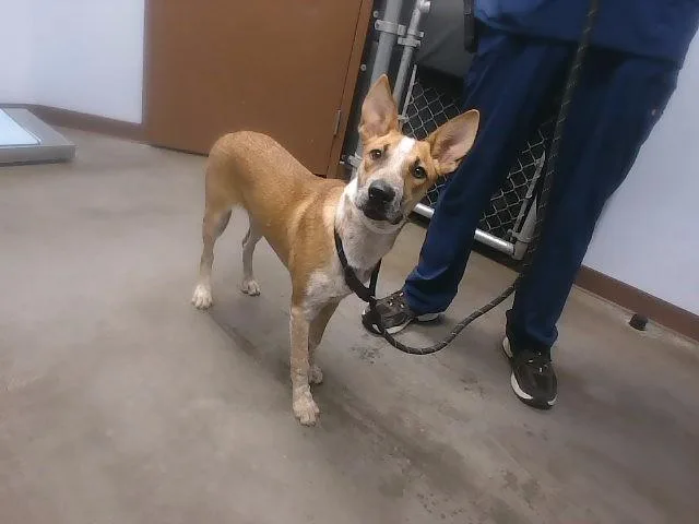 A young large-sized female Australian Cattle Dog / Blue Heeler dog named Azalea for adoption in Phoenix, AZ