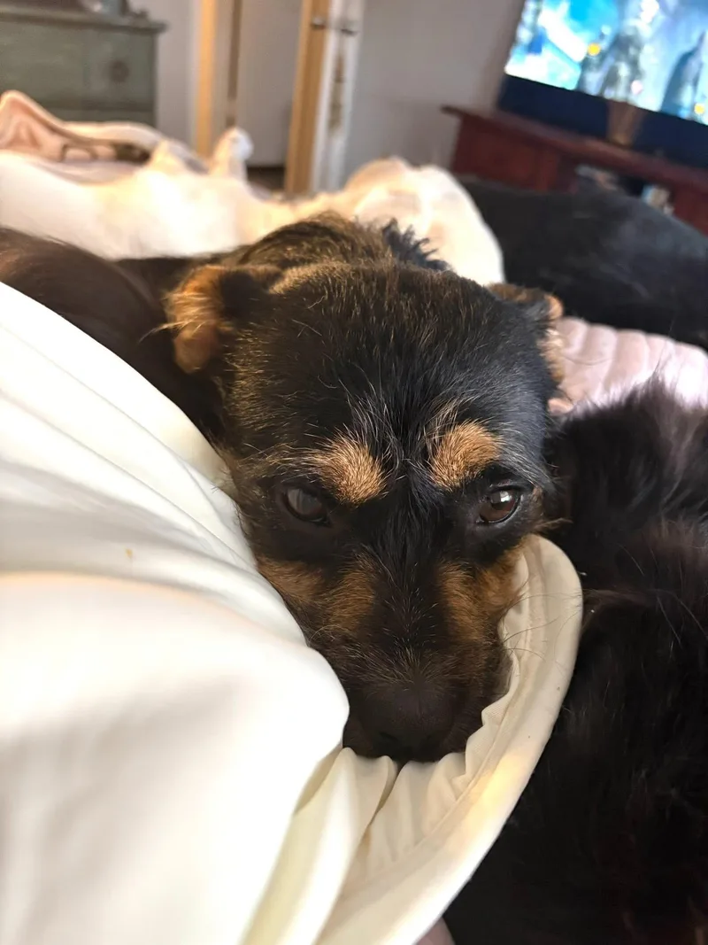 A young small-sized female Border Terrier dog named Leah for adoption in Keller, TX