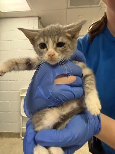 A baby medium-sized female Domestic Short Hair cat named Capture the Flag for adoption in Washington, DC