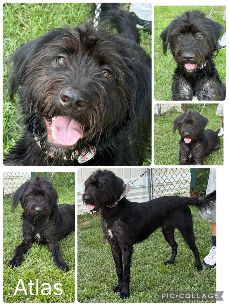 A young medium-sized male Black Labradoodle dog named Atlas for adoption in Enterprise, AL