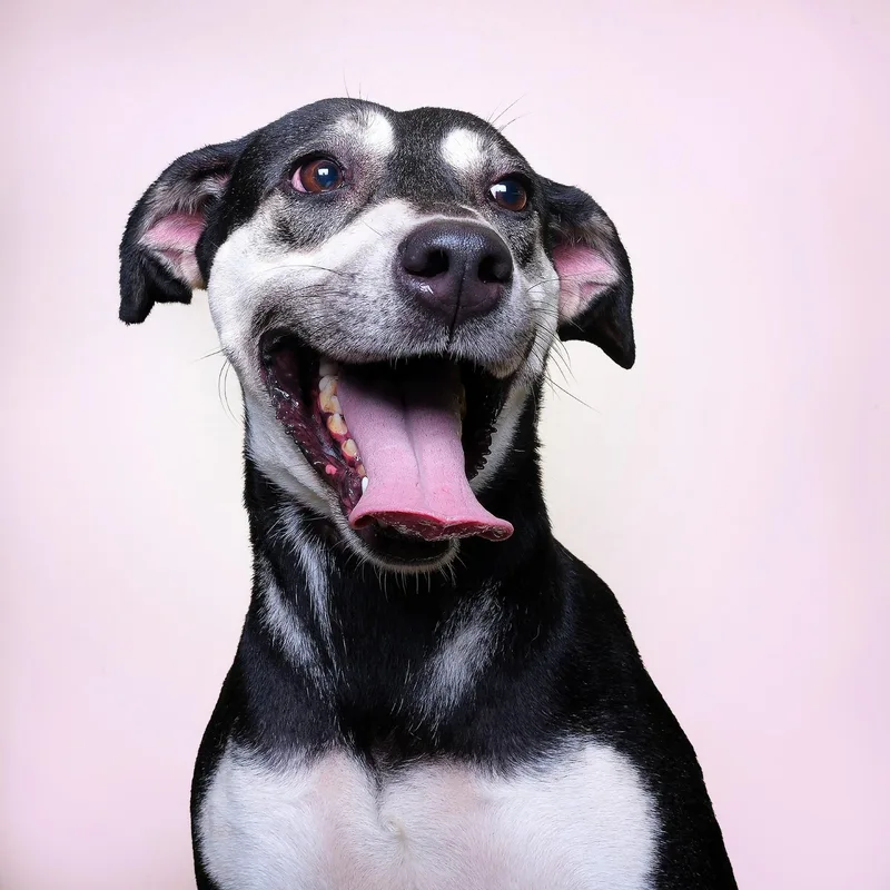An adult medium-sized female Black Mixed Breed dog named Mia for adoption in San Juan, PR