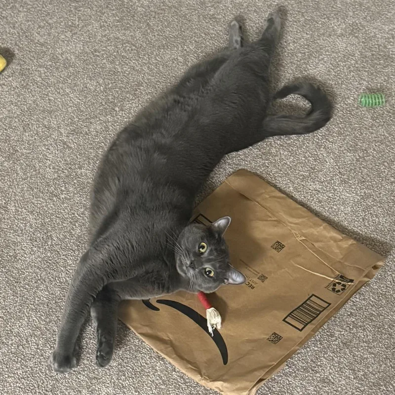 An adult small-sized female Gray / Blue / Silver Domestic Short Hair cat named Lulu for adoption in Tallahassee, FL